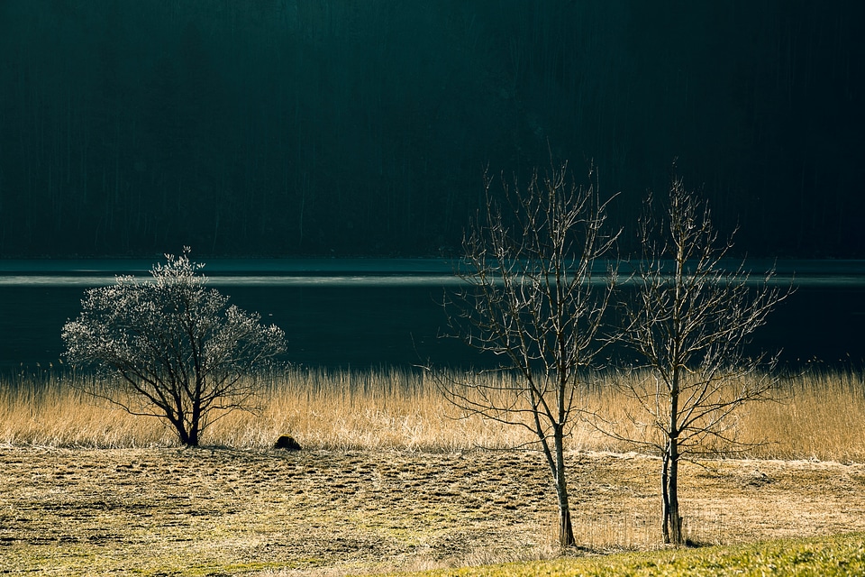 Water bank tree photo