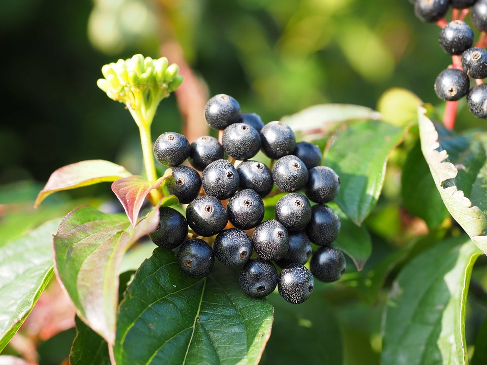 Agriculture autumn berry