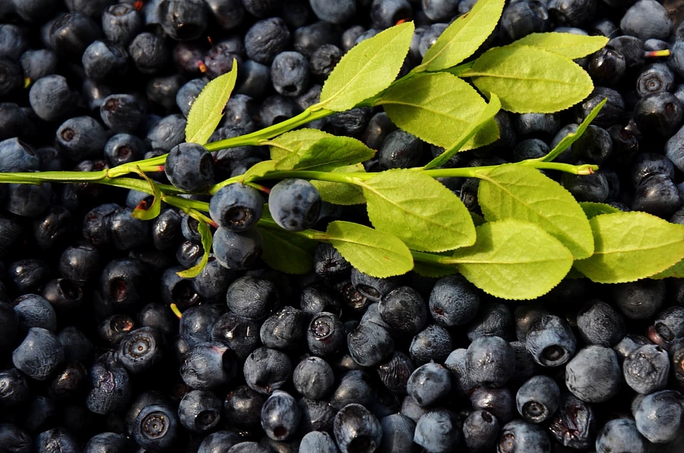 Agriculture antioxidant beautiful photo