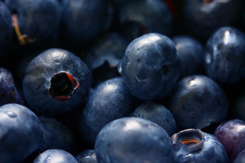 Berry blue blueberry