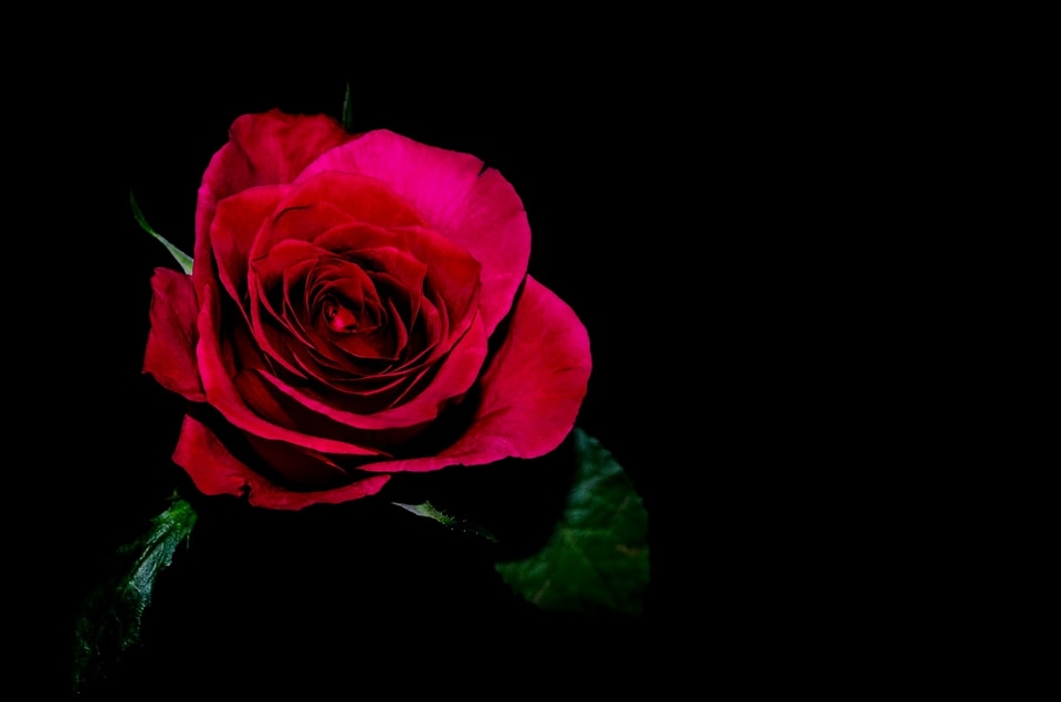 Beautiful beautiful flowers beautiful photo