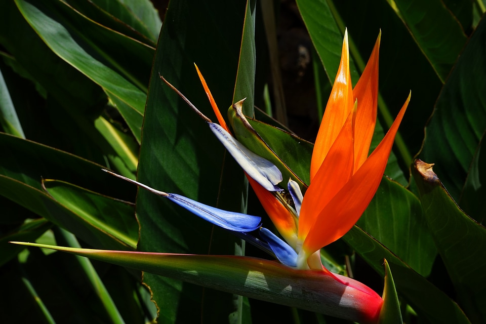Beautiful beautiful flowers beautiful photo