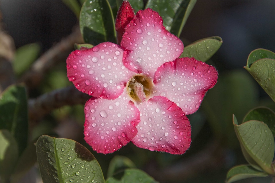 Beautiful beautiful flowers beautiful photo