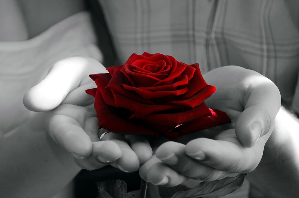 Affection beautiful beautiful flowers