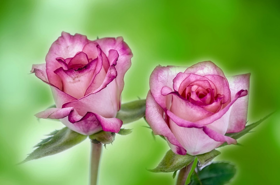 Beautiful beautiful flowers bloom