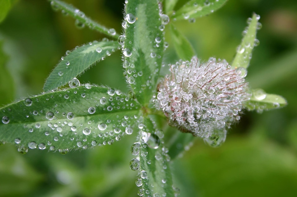 Beautiful Image beautiful photo dark green
