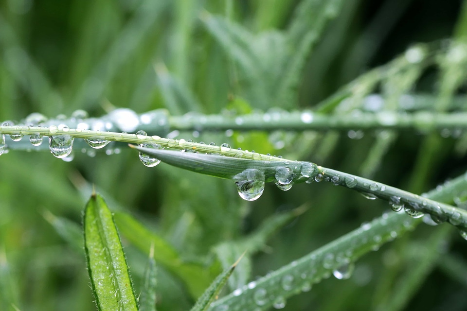 Beautiful Image beautiful photo dark green