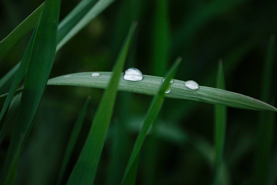 Dark Green daylight detail