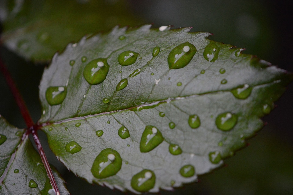 Dark Green daylight detail