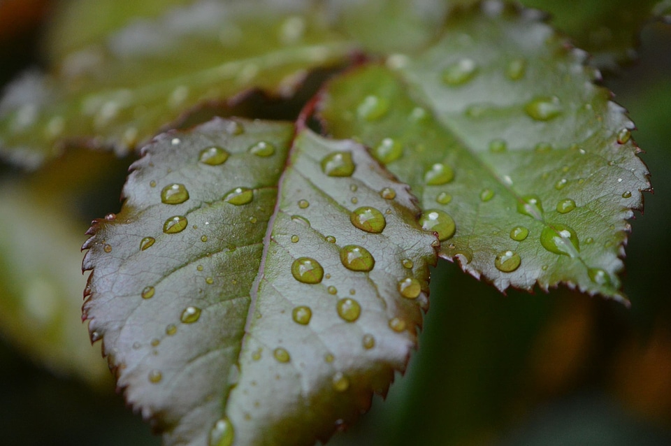 Dark Green daylight detail