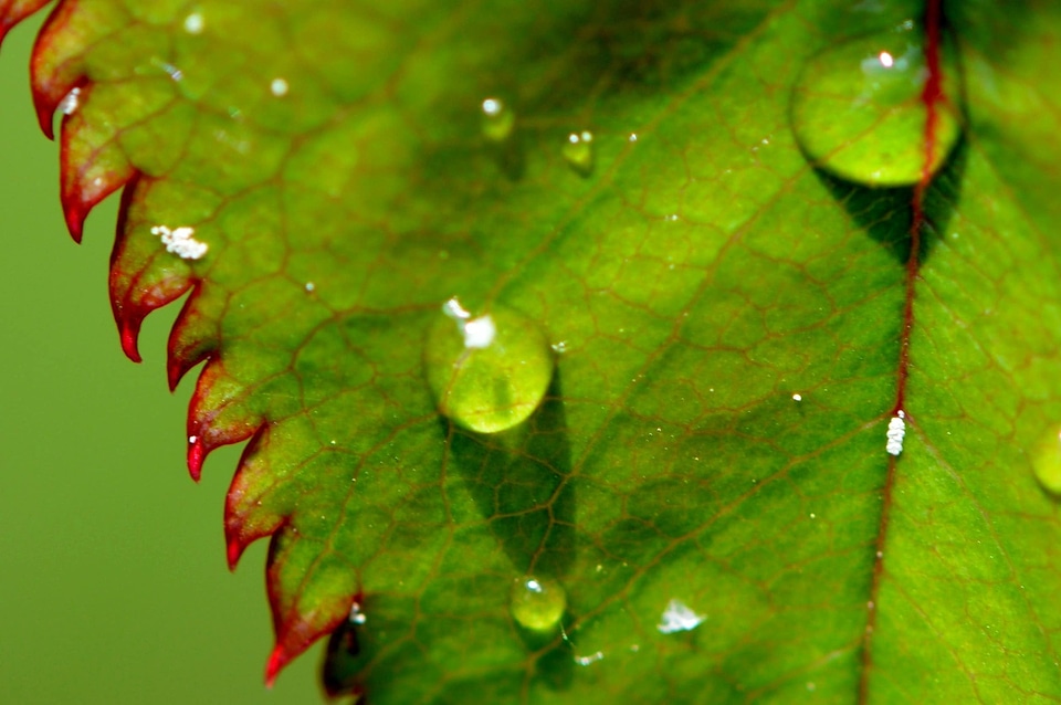Dark Green daylight detail