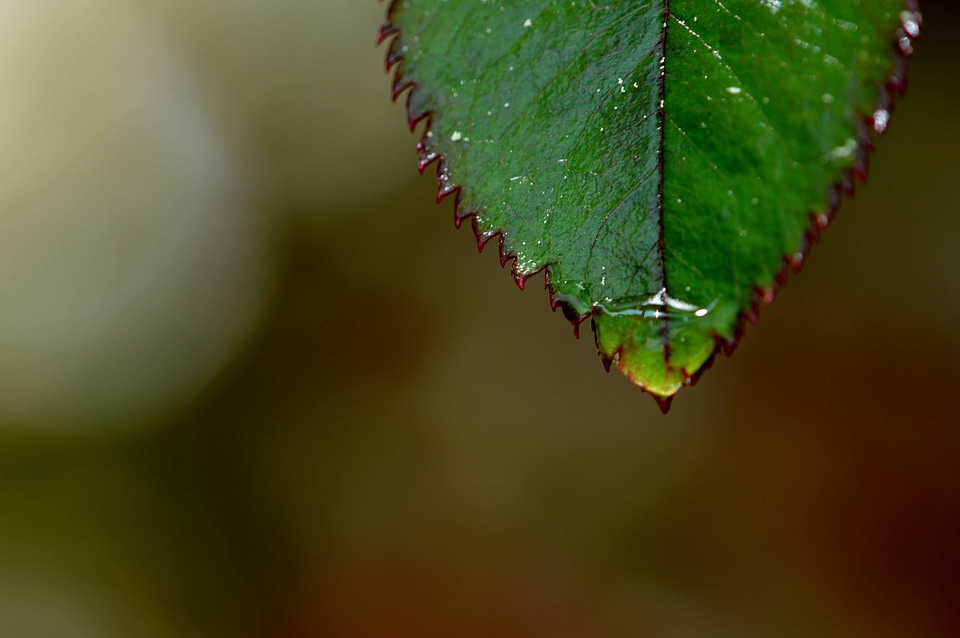 Beautiful Image beautiful photo biology