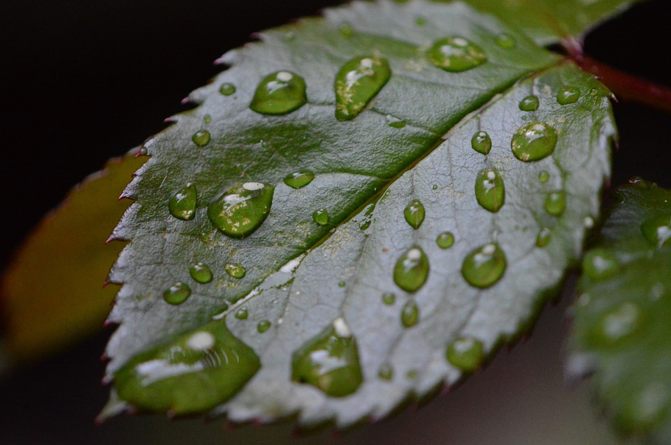 Dark Green daylight detail