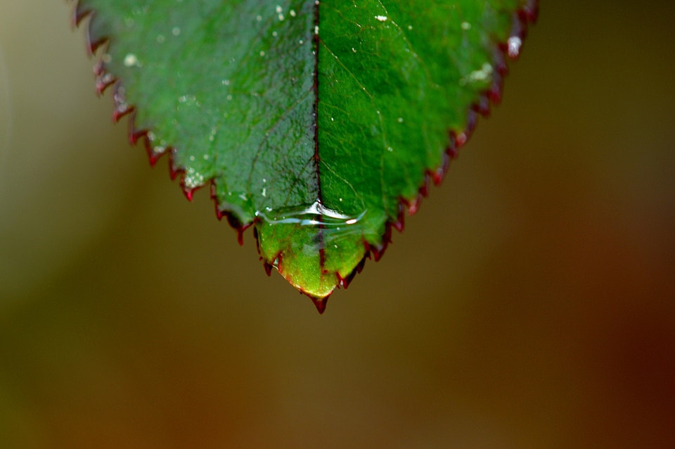 Biology dark green daylight