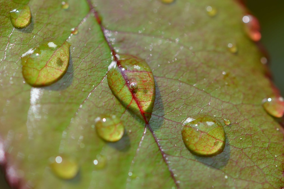 Dark Green daylight detail