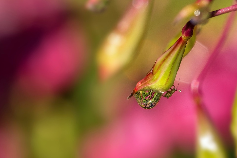 Animal arthropod beautiful flowers