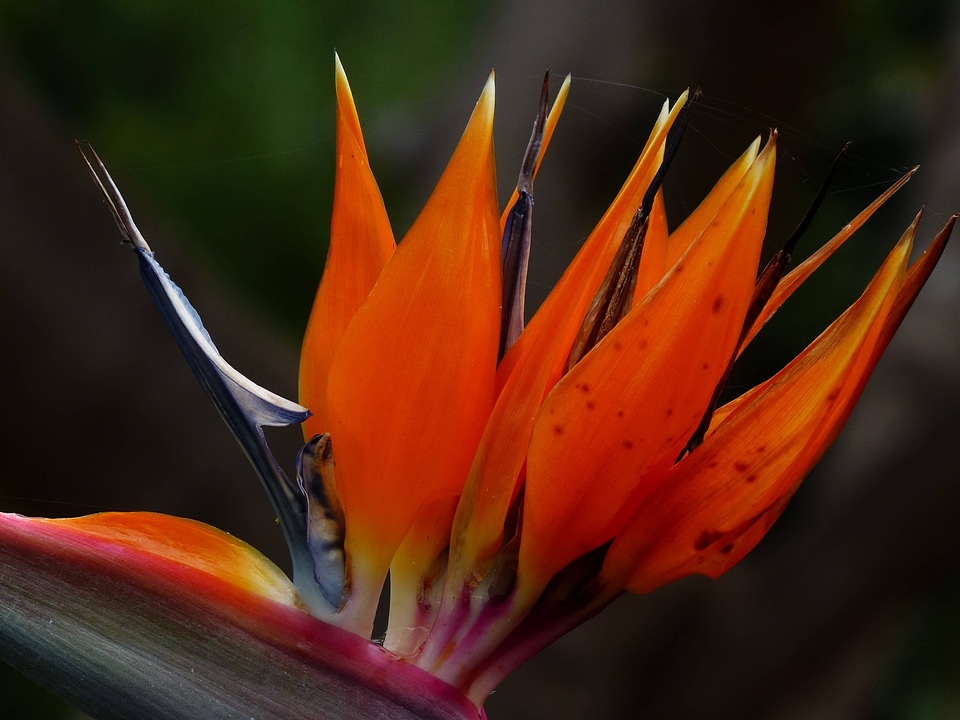 Beautiful Flowers beautiful photo bloom