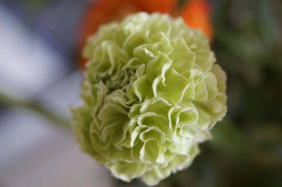 Beautiful Flowers blooming blossom