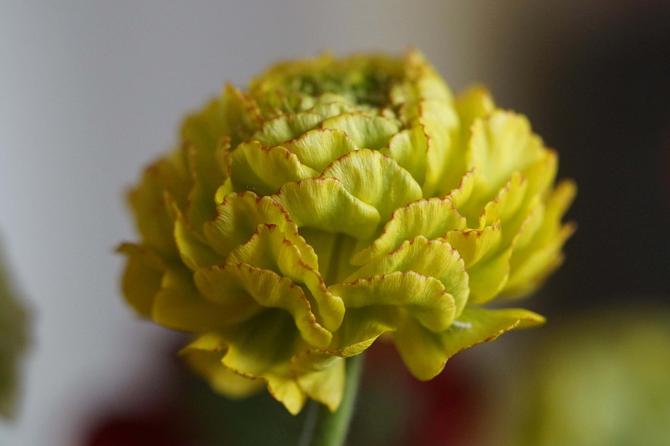 Beautiful Flowers beautiful photo bloom