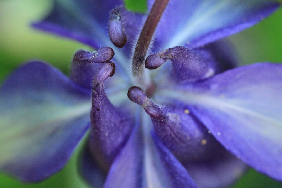 Beautiful beautiful flowers beautiful photo