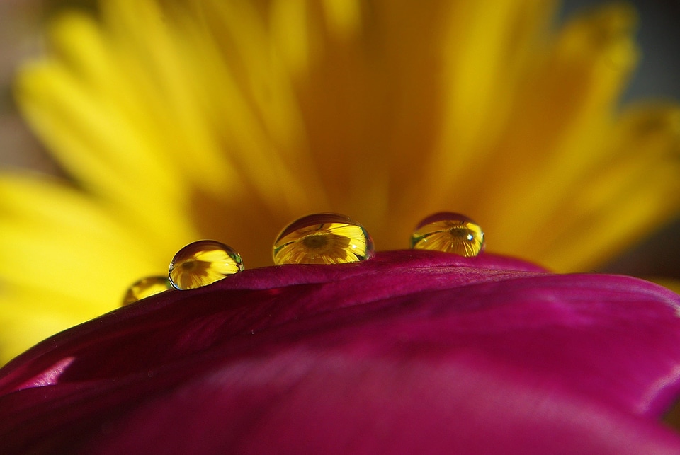 Beautiful beautiful flowers beautiful photo