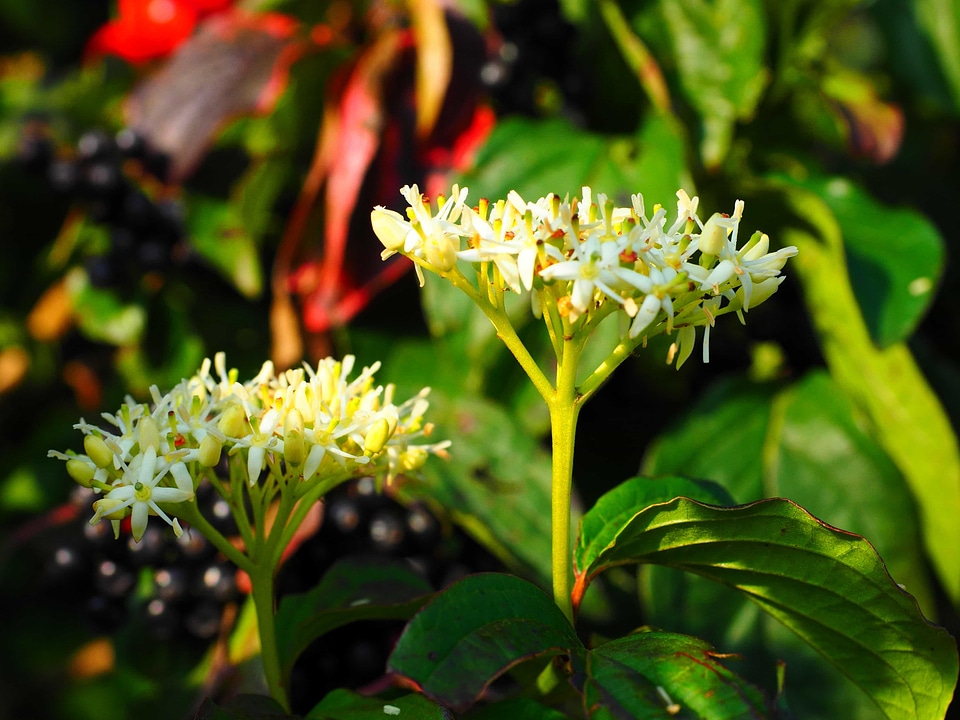 Beautiful Flowers bloom blooming