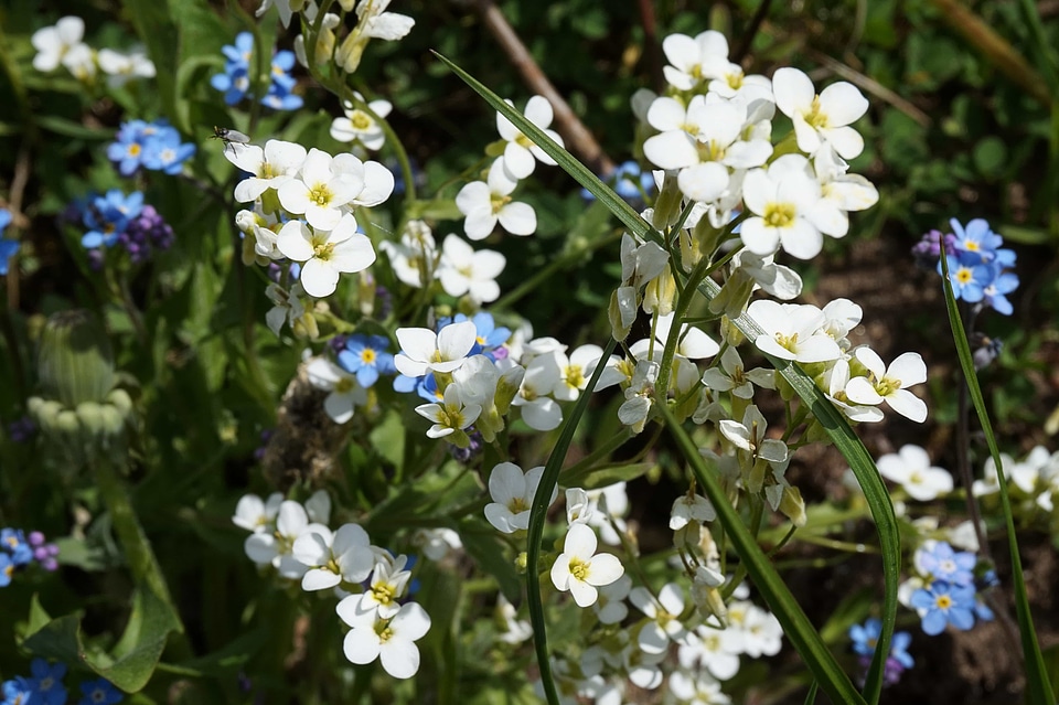 Beautiful Flowers bloom blooming photo