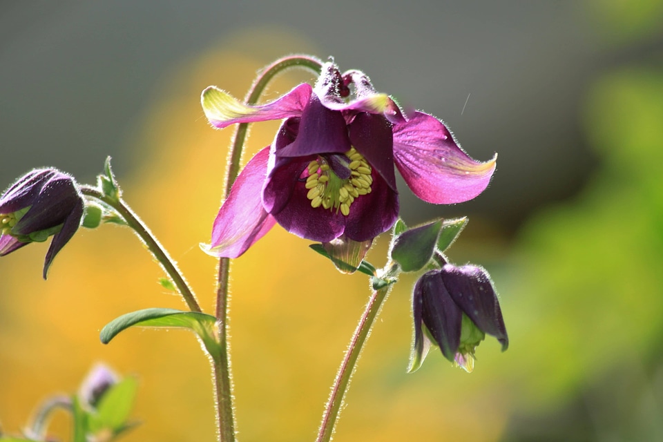 Beautiful Flowers beautiful photo bloom