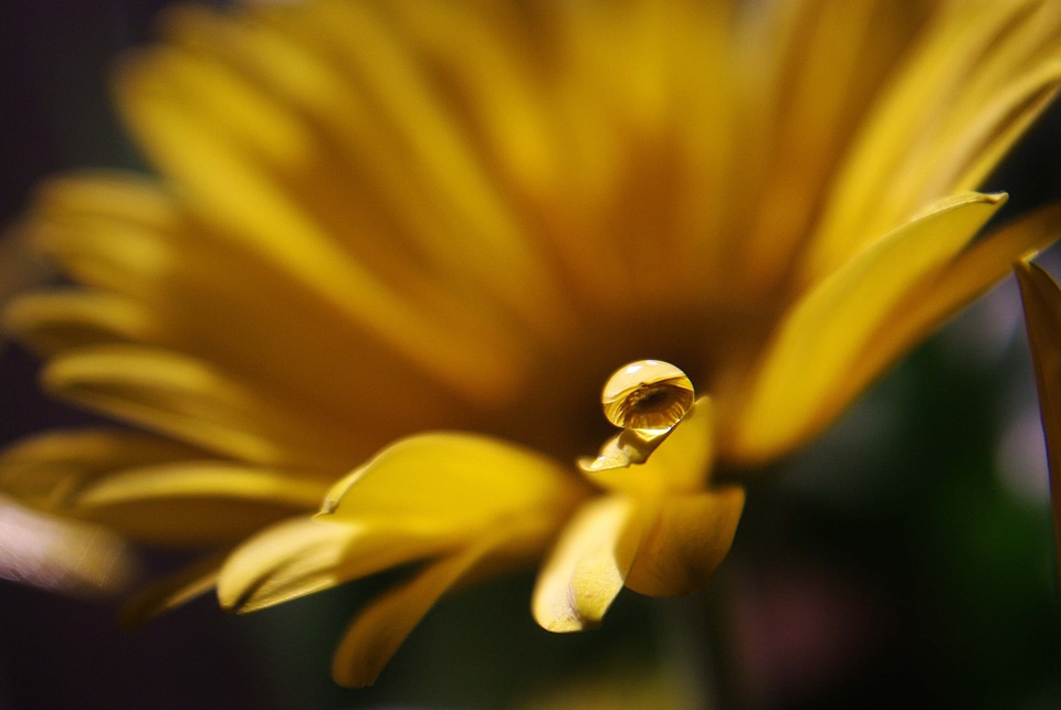 Beautiful beautiful flowers bloom