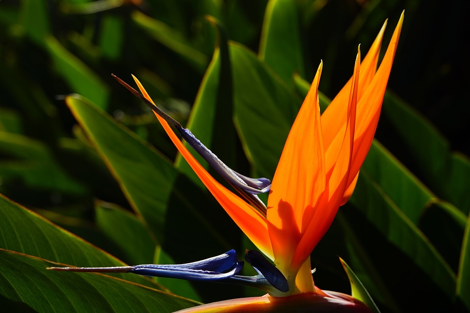 Beautiful beautiful flowers beautiful photo