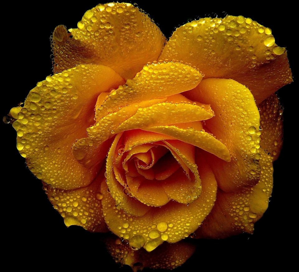 Beautiful beautiful flowers blooming