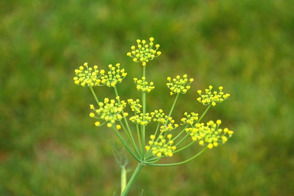 Beautiful Flowers blooming blossom