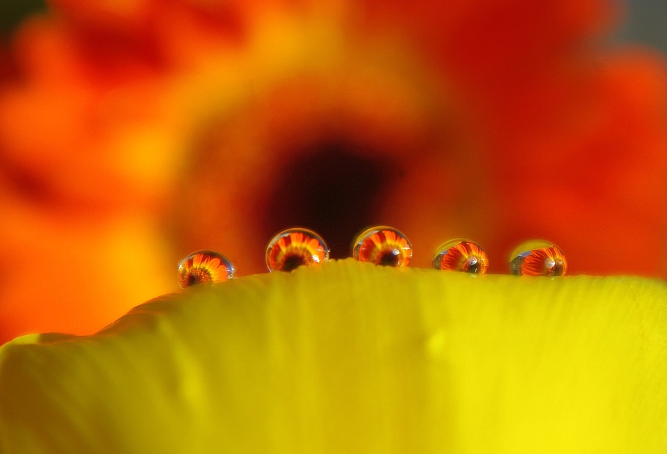 Beautiful Flowers blooming blossom