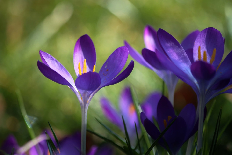 Beautiful Flowers bloom blooming