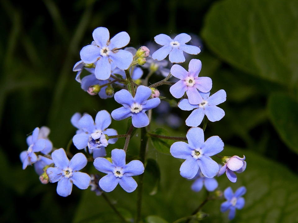 Beautiful beautiful flowers bloom