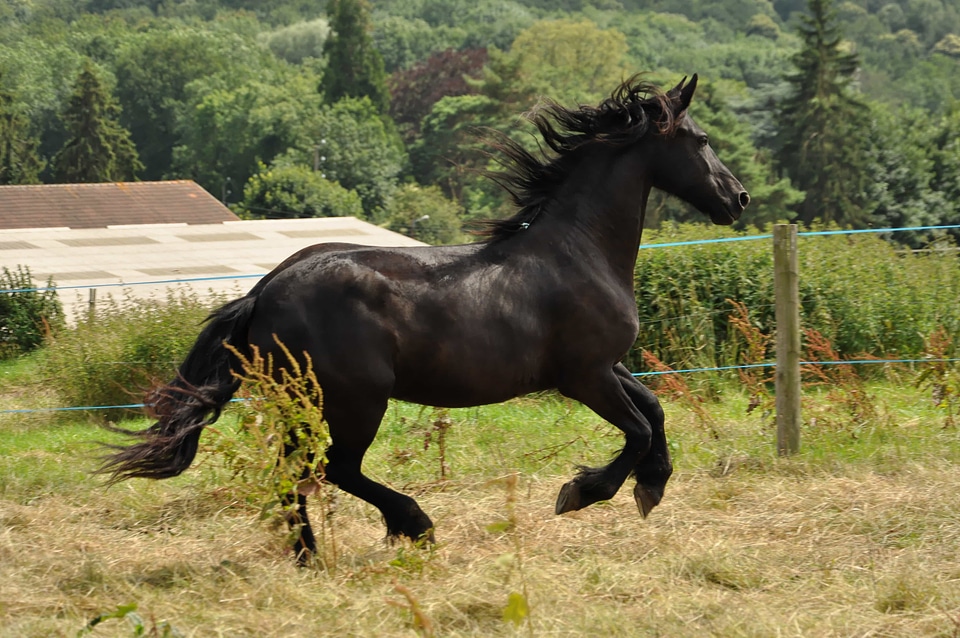 Agriculture animal brown