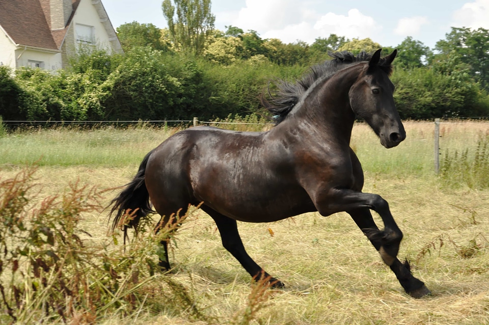 Agriculture animal brown
