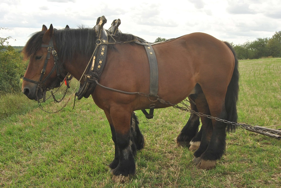Agriculture animal animals