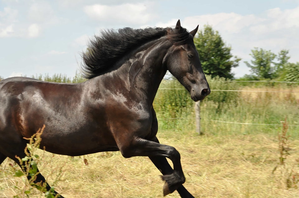 Animal beautiful photo brown
