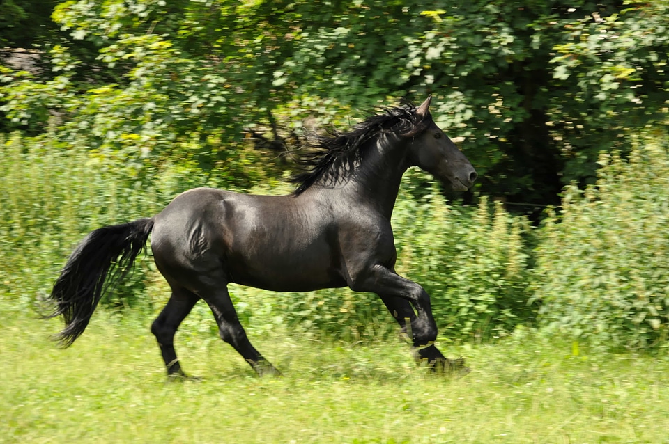 Animal cavalry daylight