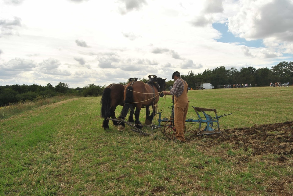 Agriculture animal animals