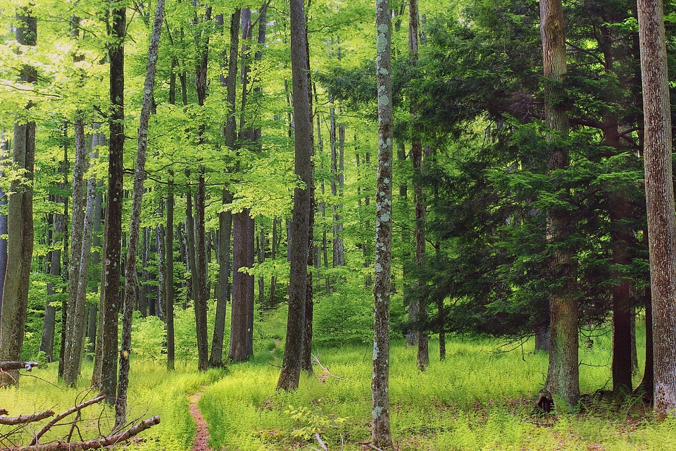 Area birch branch