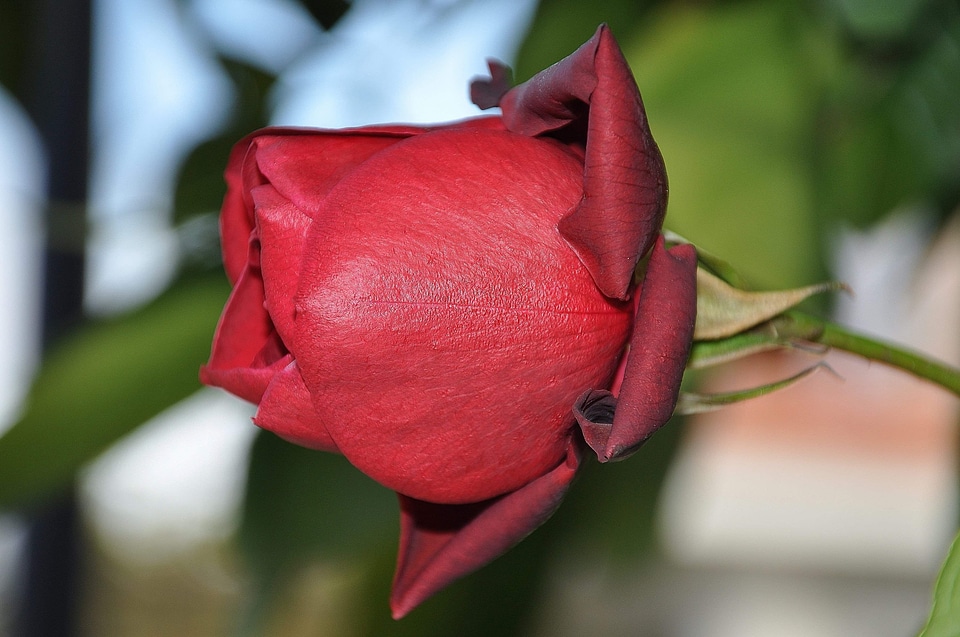 Beautiful Flowers beautiful photo bloom