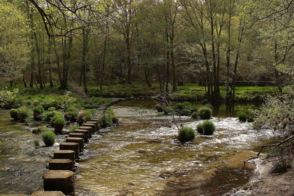 Branch creek ecology
