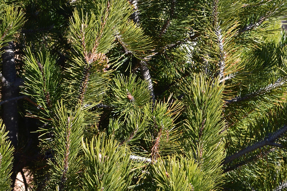 Branch conifer conifers