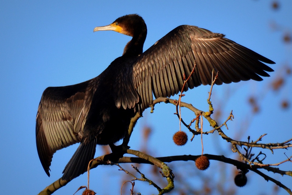 Bird wings animal