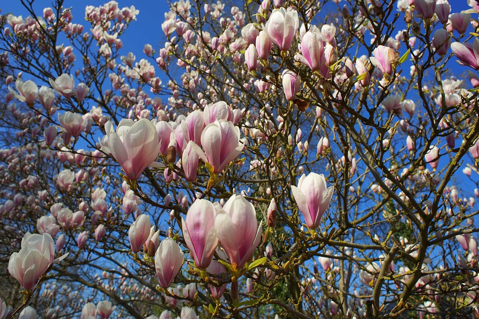 Beautiful Flowers bloom blooming