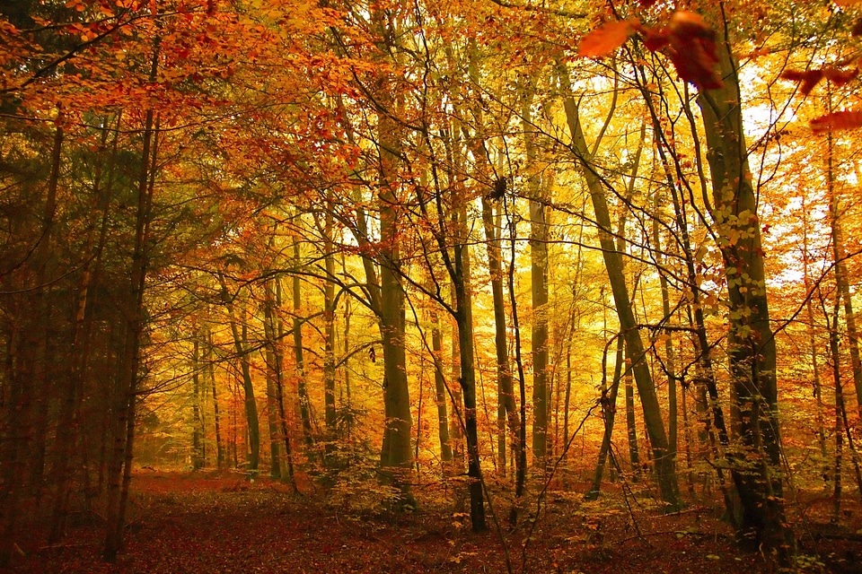 Autumn autumn season backlight