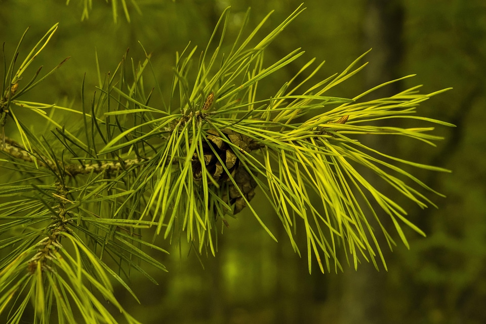 Beautiful Photo branch conifer
