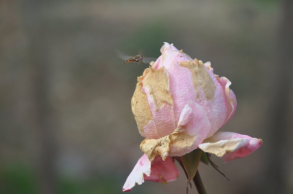 Animal arthropod beautiful flowers